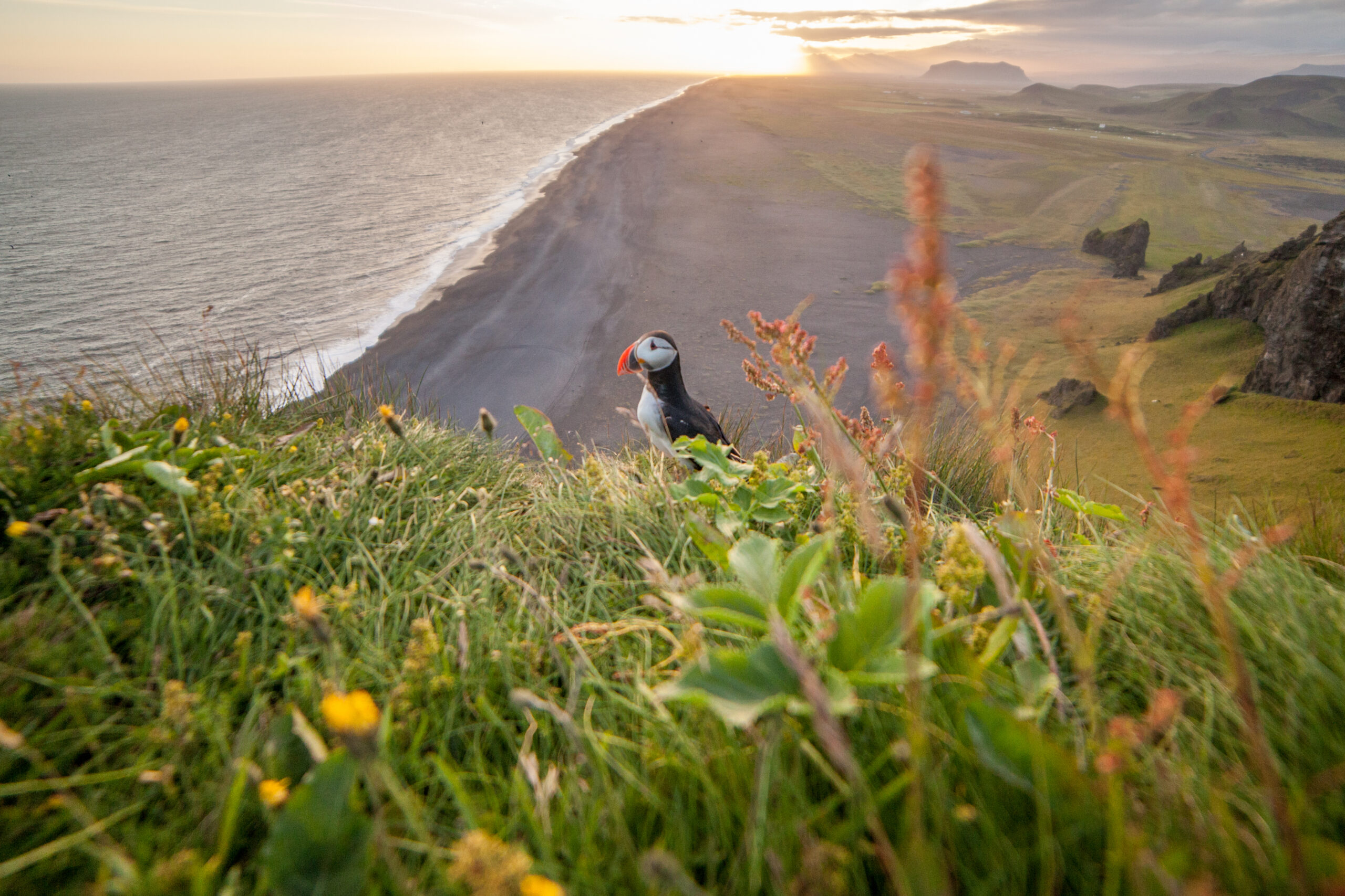 Puffin,Birds,In,Iceland