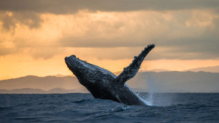 Whale Watching 2
